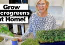 Grow MICROGREENS at Home!